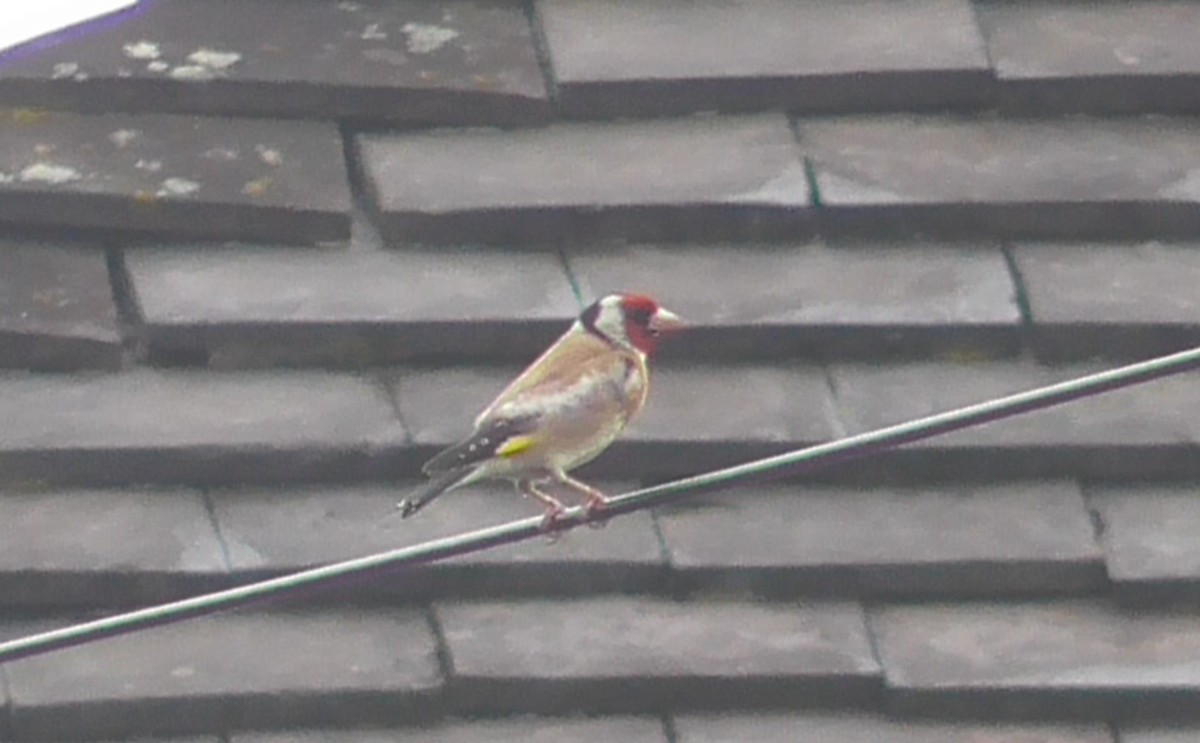 Stieglitz - ML642639657