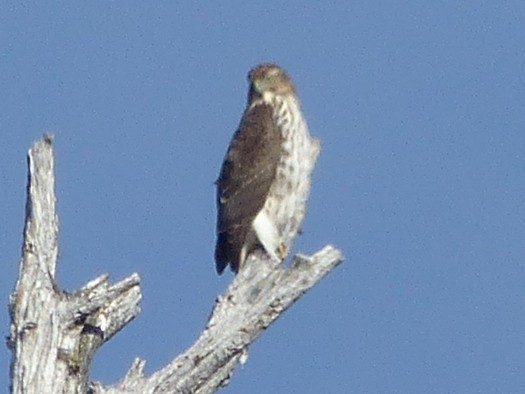 Accipitrine hawk sp. (former Accipiter sp.) - ML642639659