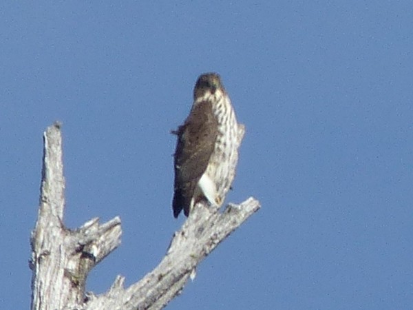 Accipitrine hawk sp. (former Accipiter sp.) - ML642639660