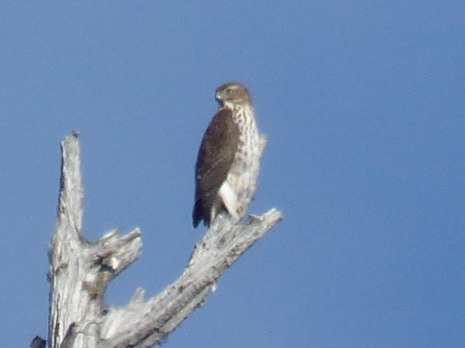 Accipitrine hawk sp. (former Accipiter sp.) - ML642639665