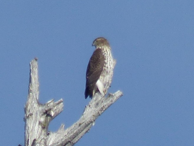 Accipitrine hawk sp. (former Accipiter sp.) - ML642639667