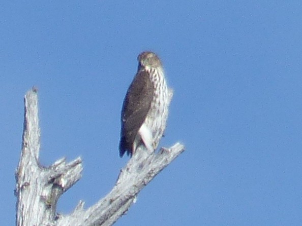 Accipitrine hawk sp. (former Accipiter sp.) - ML642639669