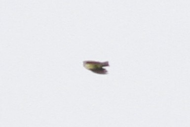 yellow-bellied kingbird sp. - ML642639696