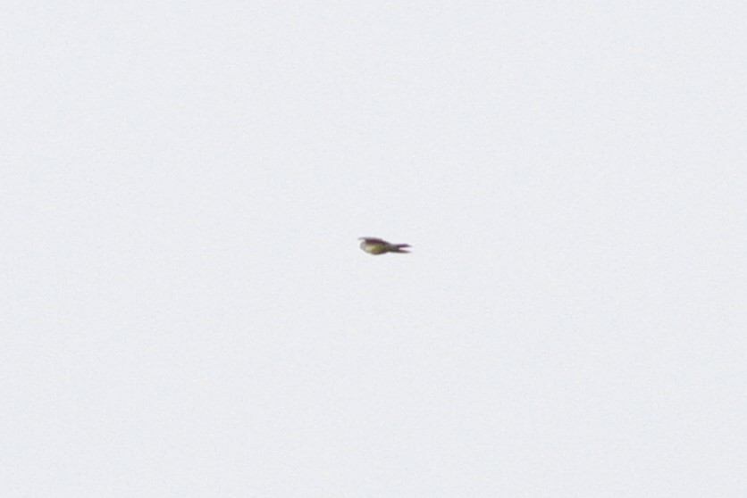 yellow-bellied kingbird sp. - ML642639697