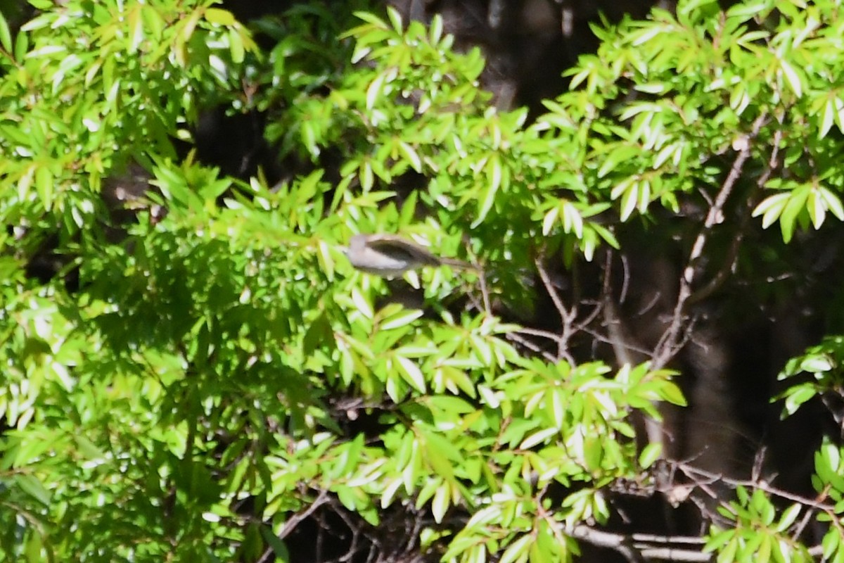 Yellow-faced Honeyeater - ML642639711