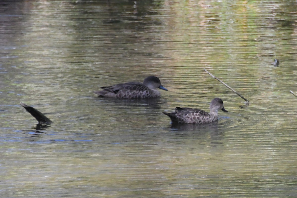 Gray Teal - ML642639720
