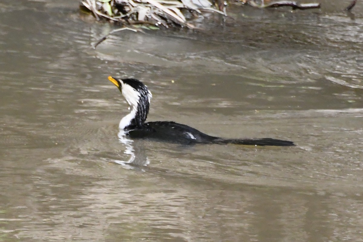 Little Pied Cormorant - ML642639723