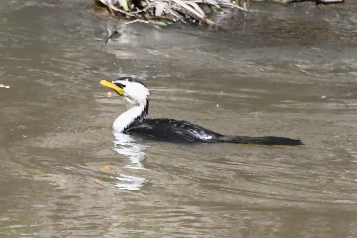 Little Pied Cormorant - ML642639725