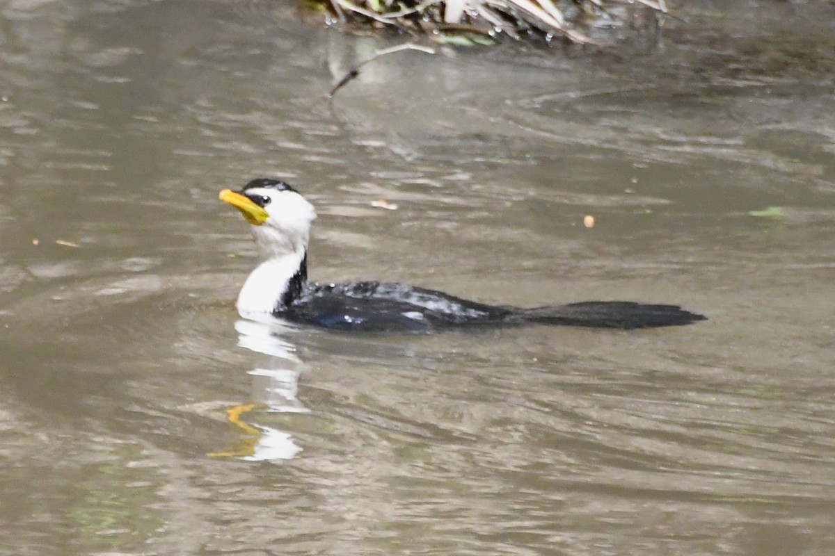 Little Pied Cormorant - ML642639726