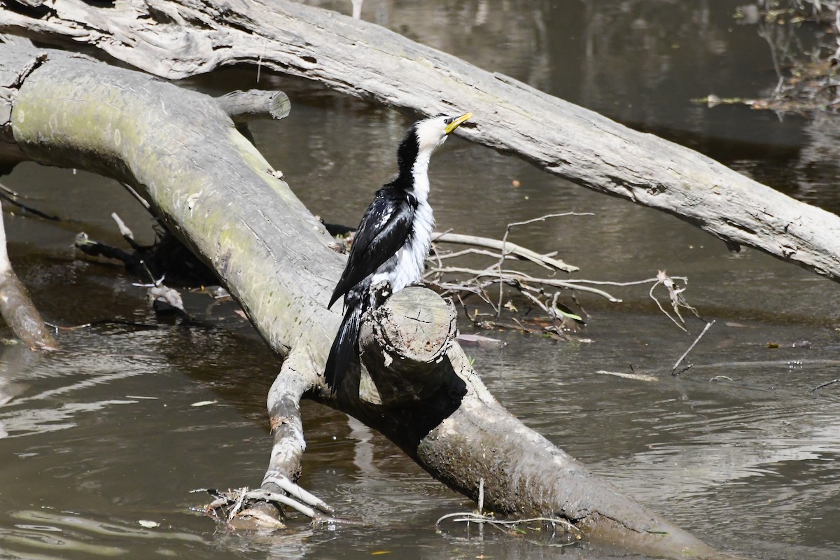 Little Pied Cormorant - ML642639727