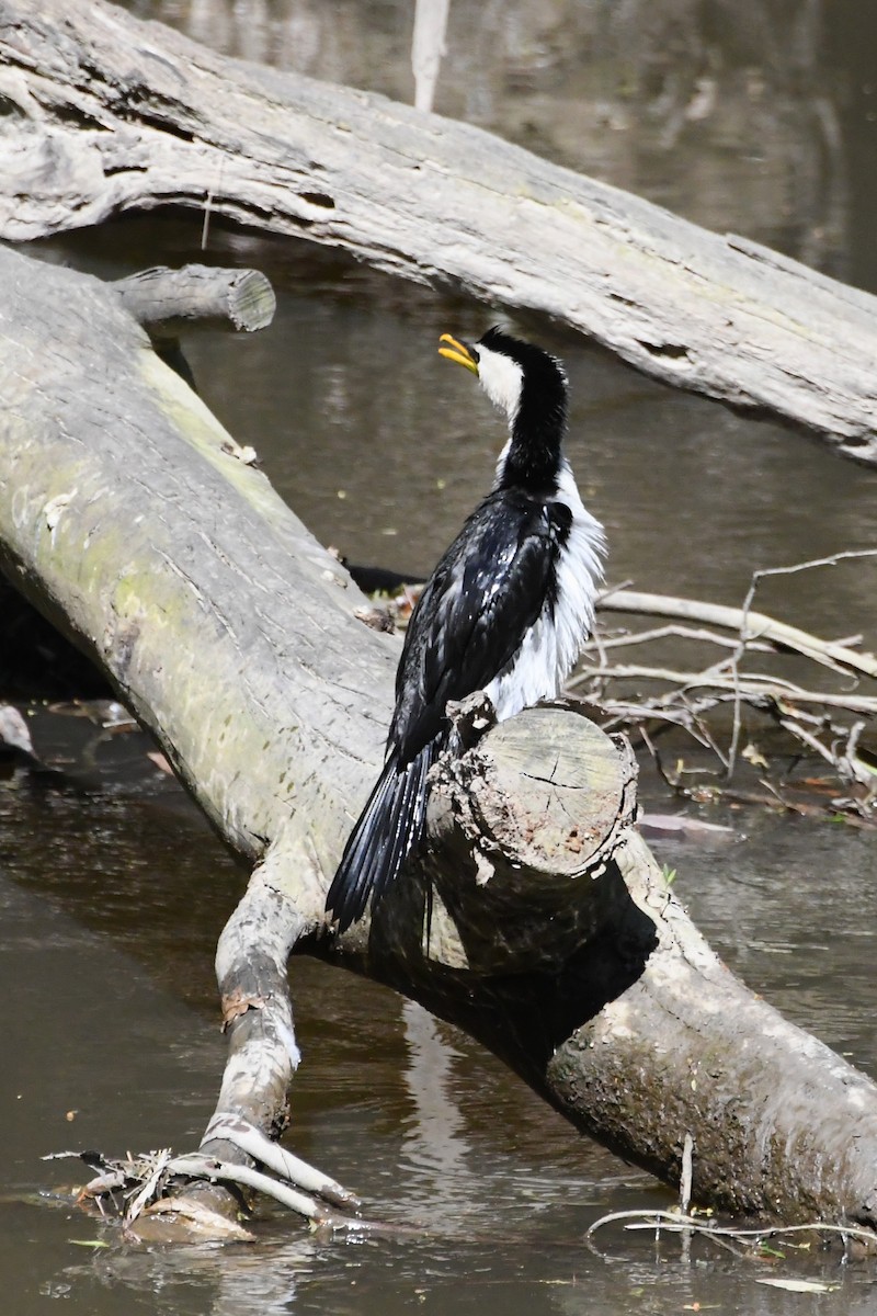 Little Pied Cormorant - ML642639729