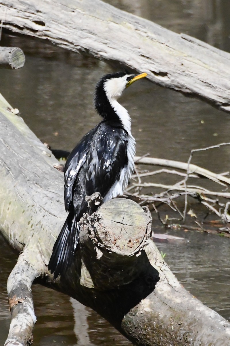 Little Pied Cormorant - ML642639731