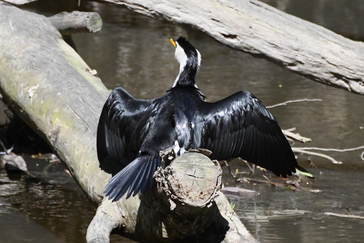 Little Pied Cormorant - ML642639732