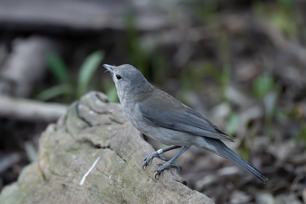 Gray Shrikethrush - ML642639734