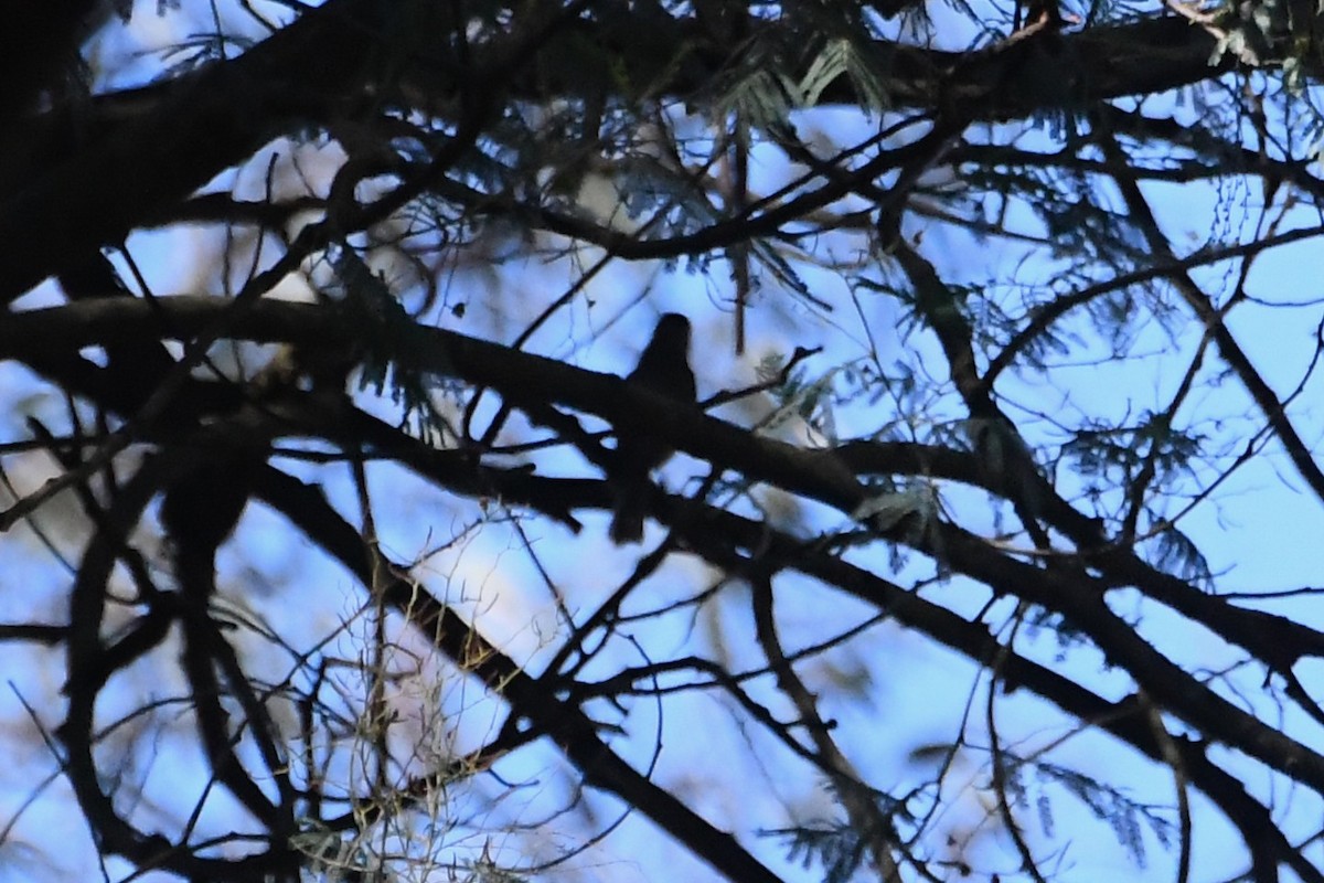 Yellow-faced Honeyeater - ML642639738
