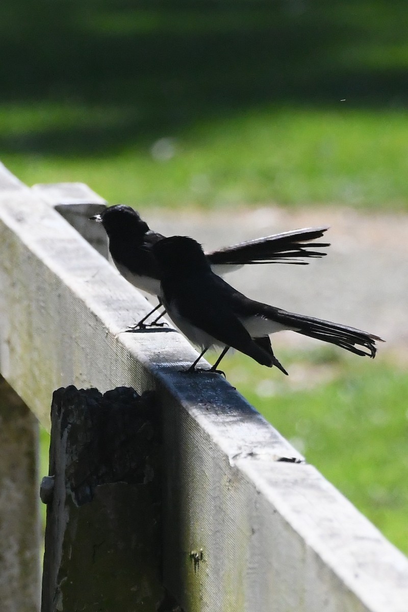 Willie-wagtail - ML642639739