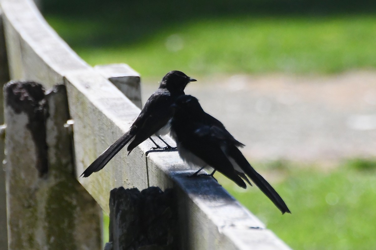 Willie-wagtail - ML642639741