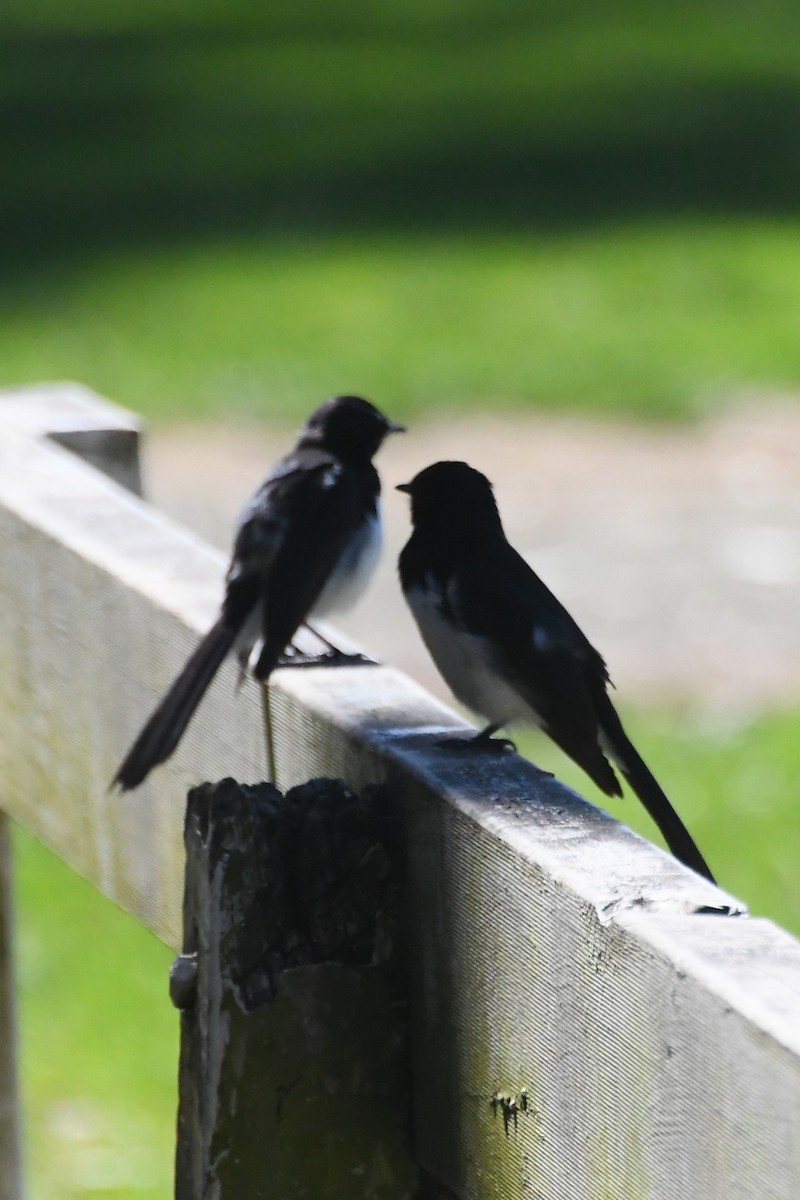 Willie-wagtail - ML642639744