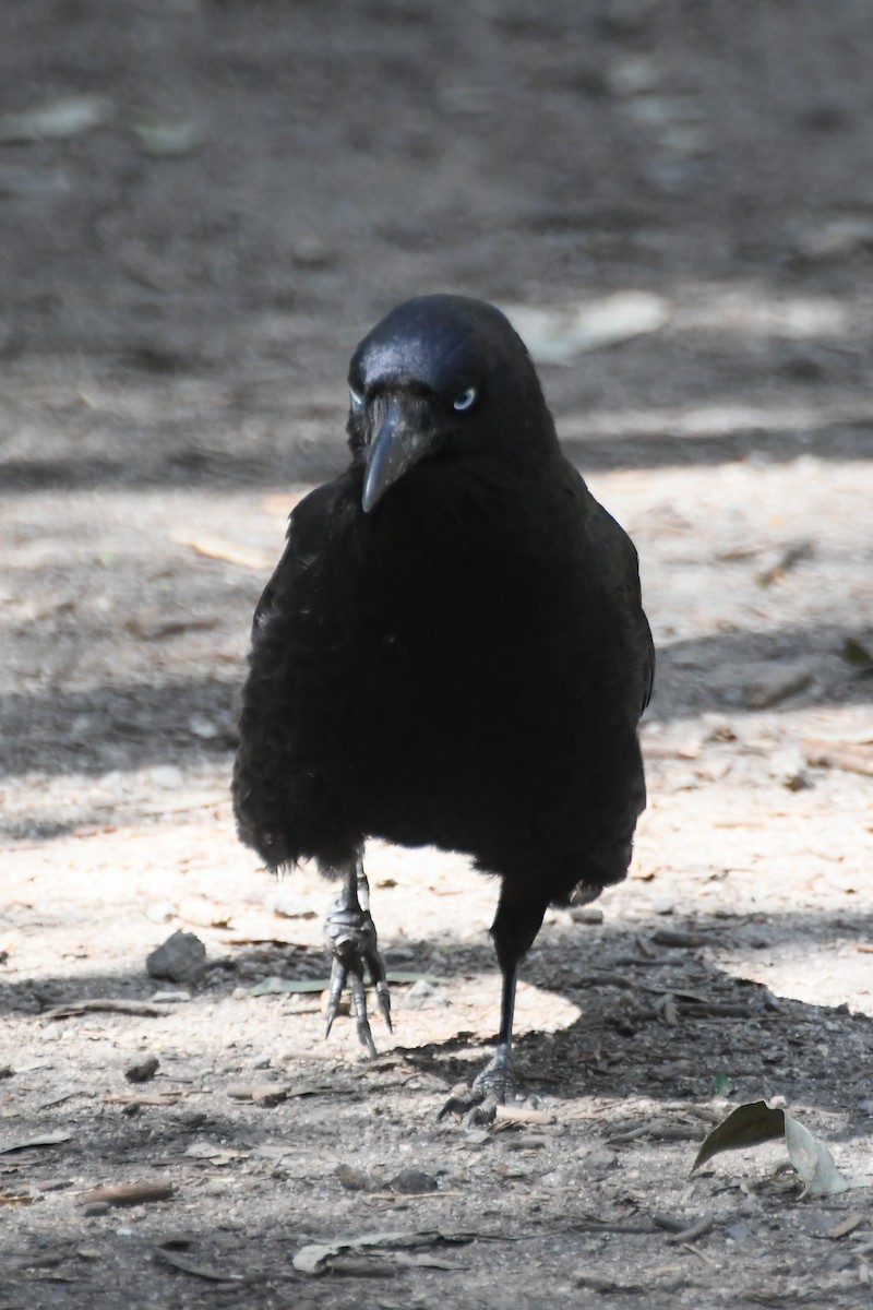 Little Raven - ML642639753