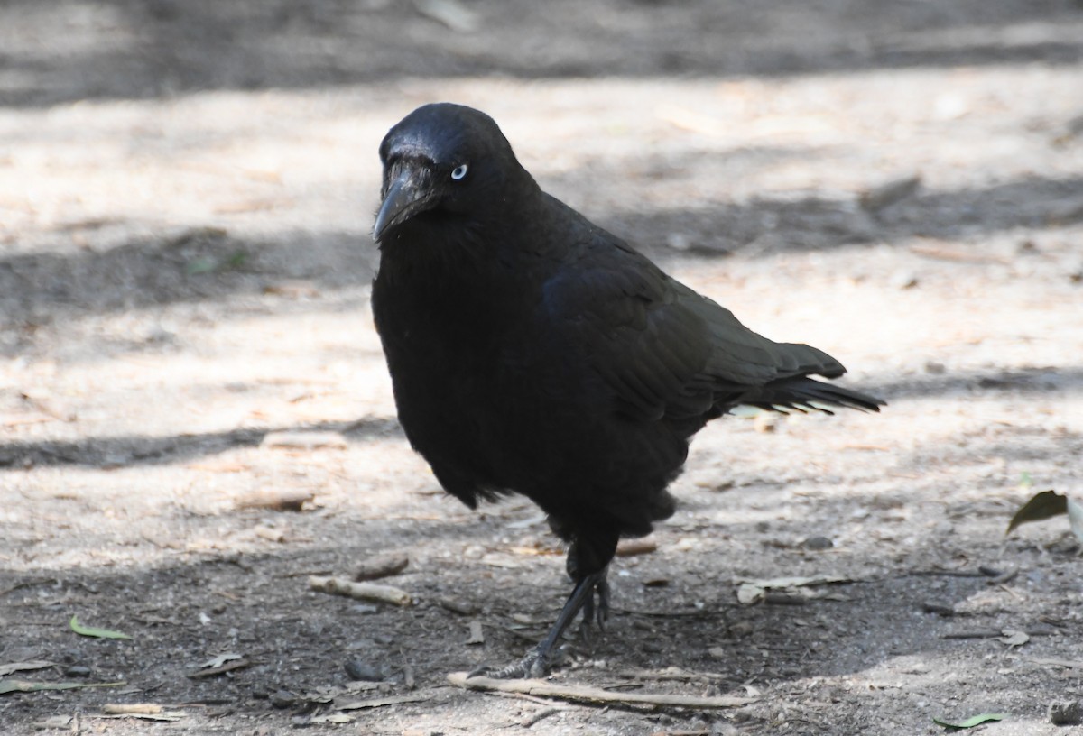 Little Raven - ML642639754