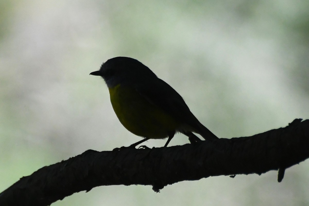 Eastern Yellow Robin - ML642639757