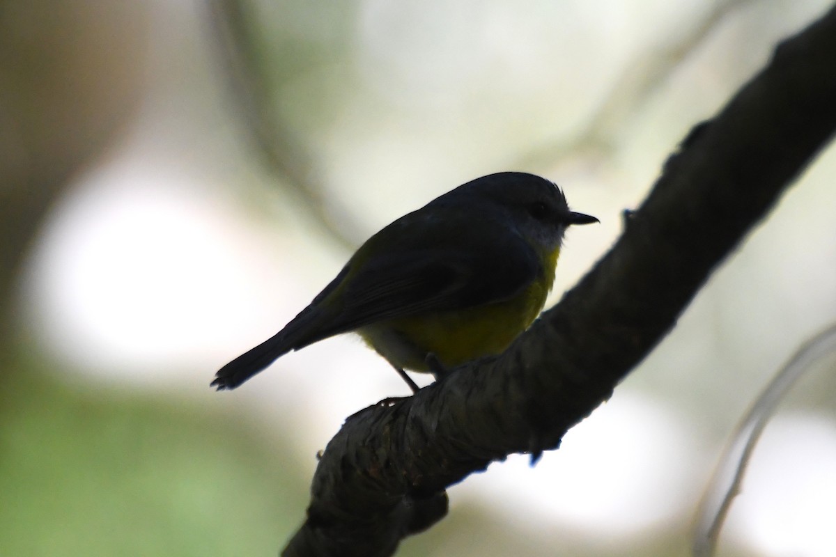 Eastern Yellow Robin - ML642639758