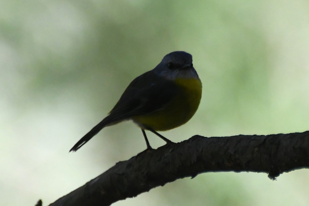 Eastern Yellow Robin - ML642639759