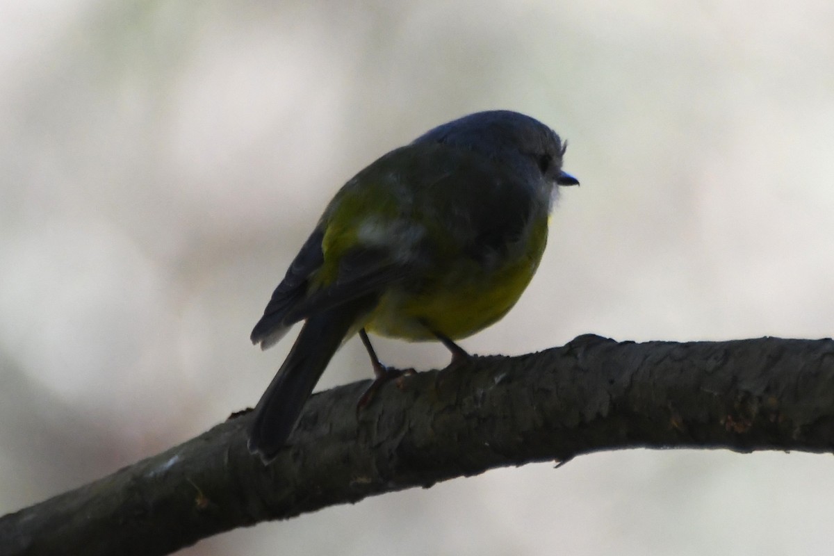 Eastern Yellow Robin - ML642639760