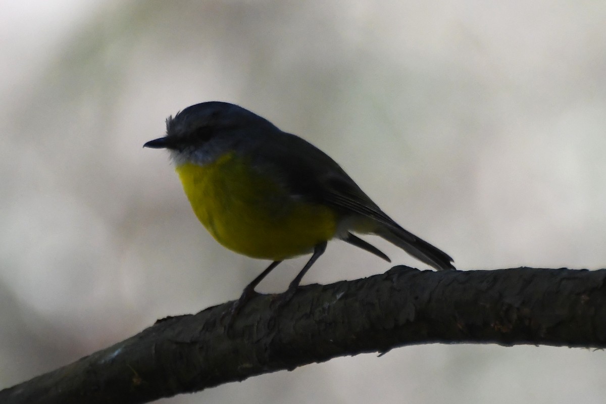 Eastern Yellow Robin - ML642639761