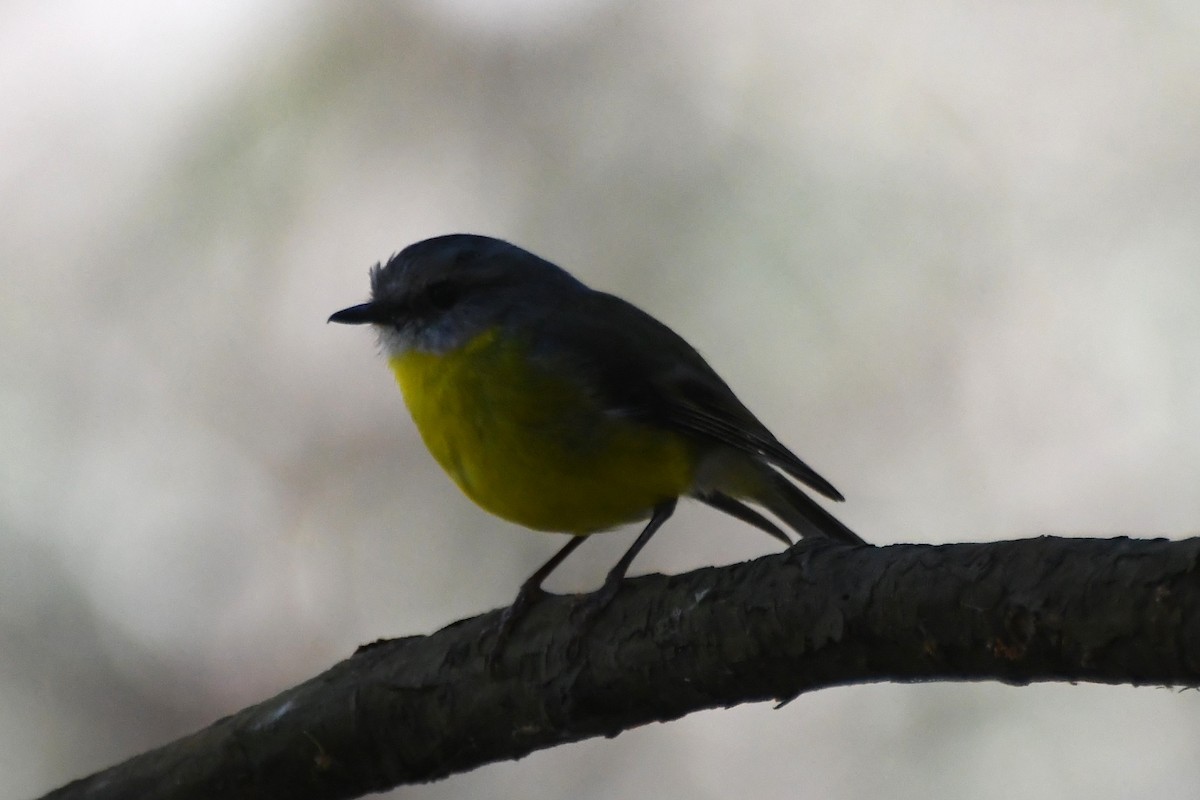 Eastern Yellow Robin - ML642639767