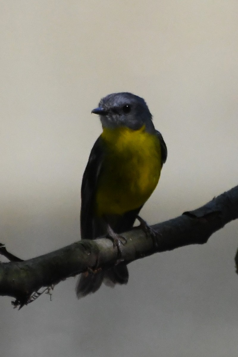 Eastern Yellow Robin - ML642639769