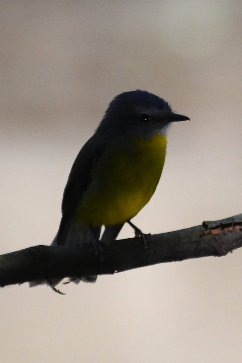 Eastern Yellow Robin - ML642639771