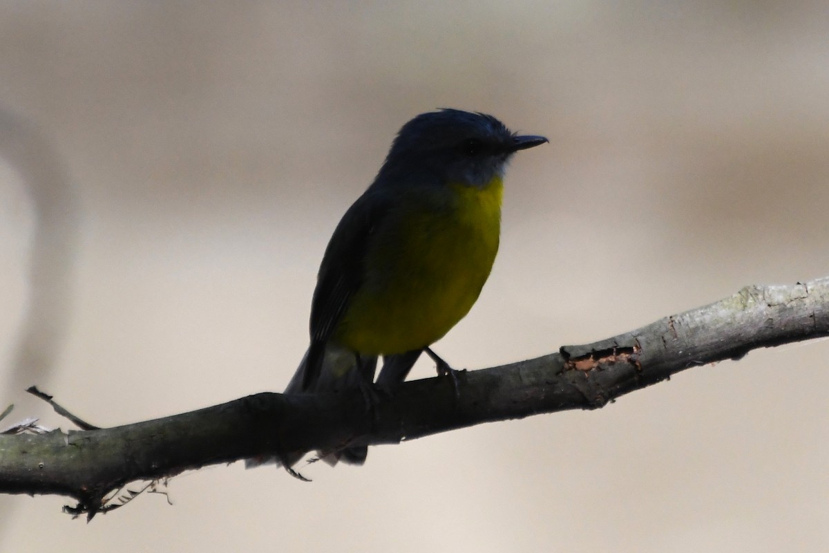 Eastern Yellow Robin - ML642639773