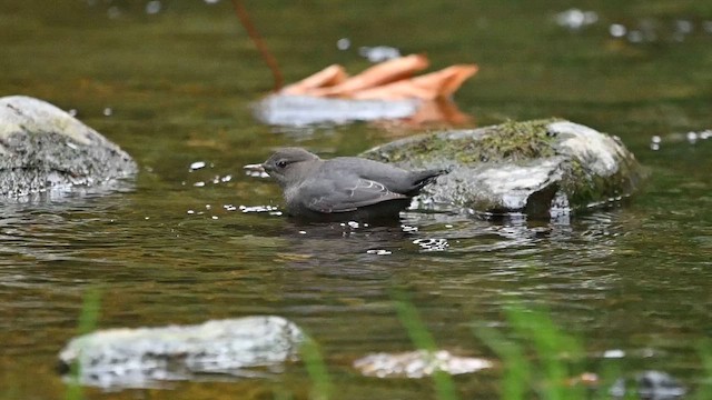American Dipper - ML642639783