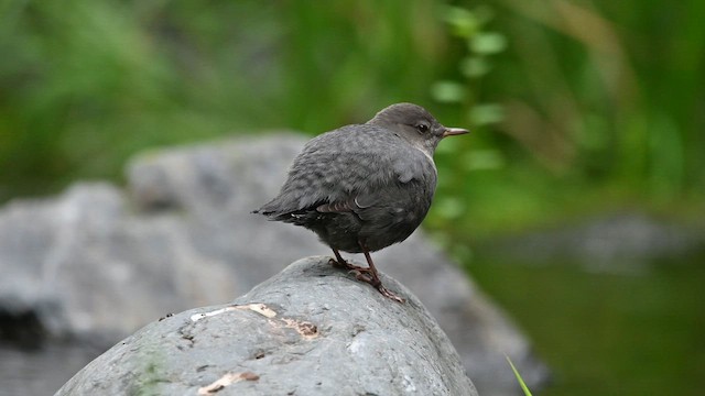American Dipper - ML642639784