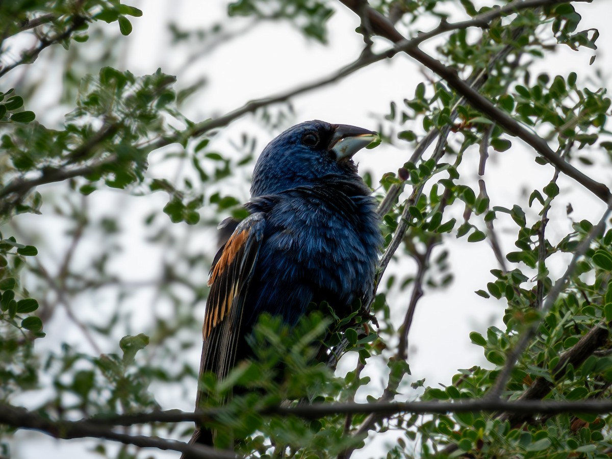 Blue Grosbeak - ML642639788