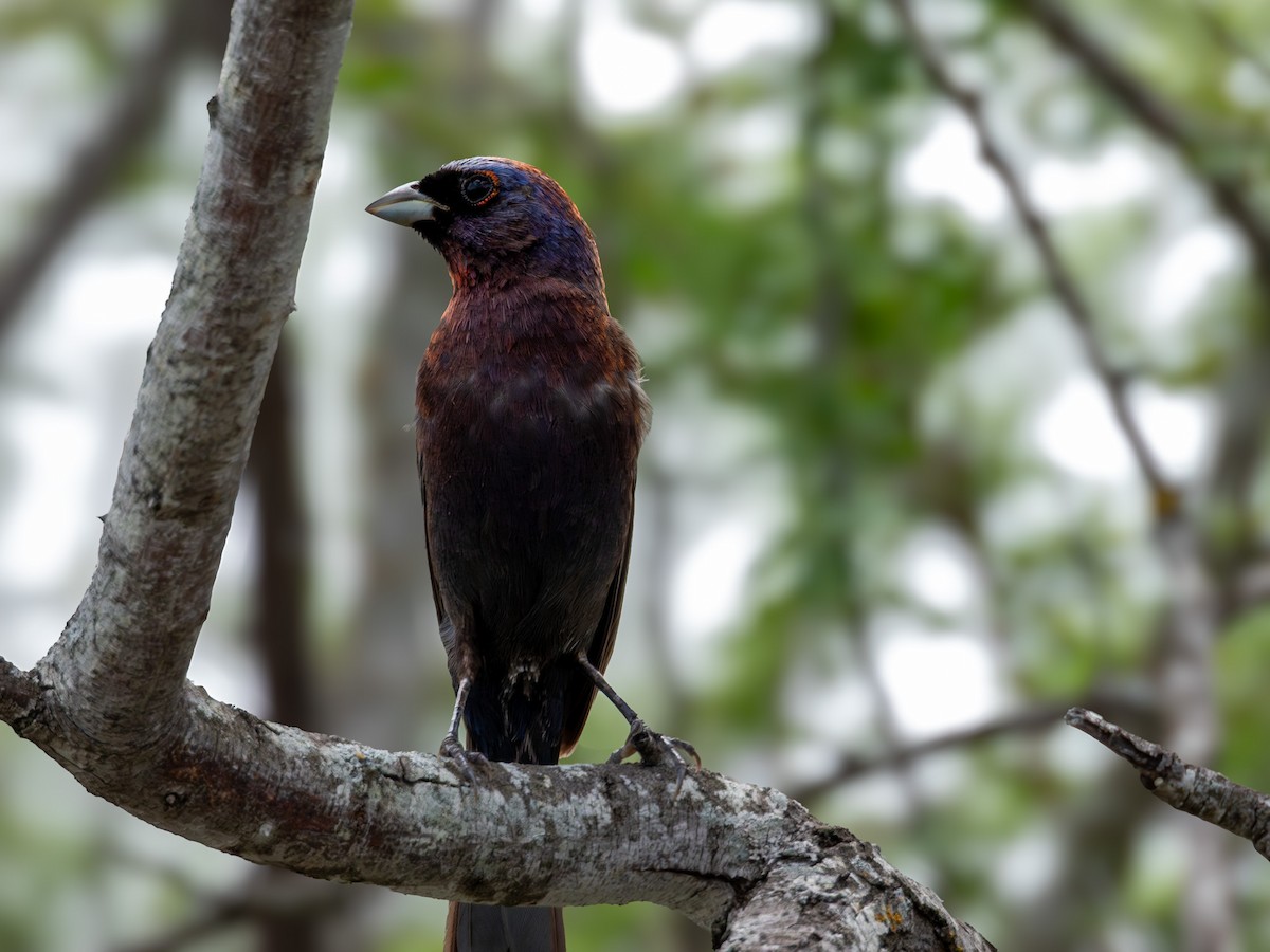 Varied Bunting - ML642639789