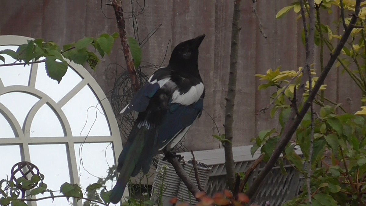 Elster - ML642639814