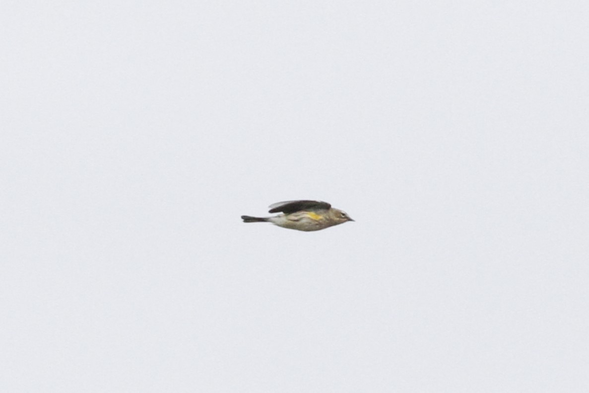 Paruline à croupion jaune (coronata) - ML642639837
