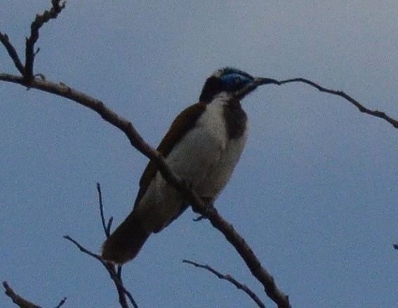 Blue-faced Honeyeater - ML642639856