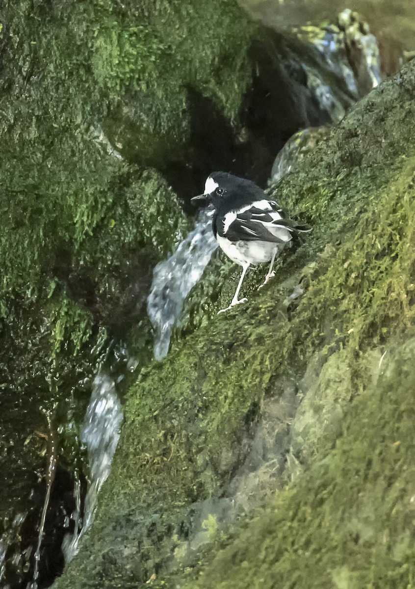 Little Forktail - ML642639859