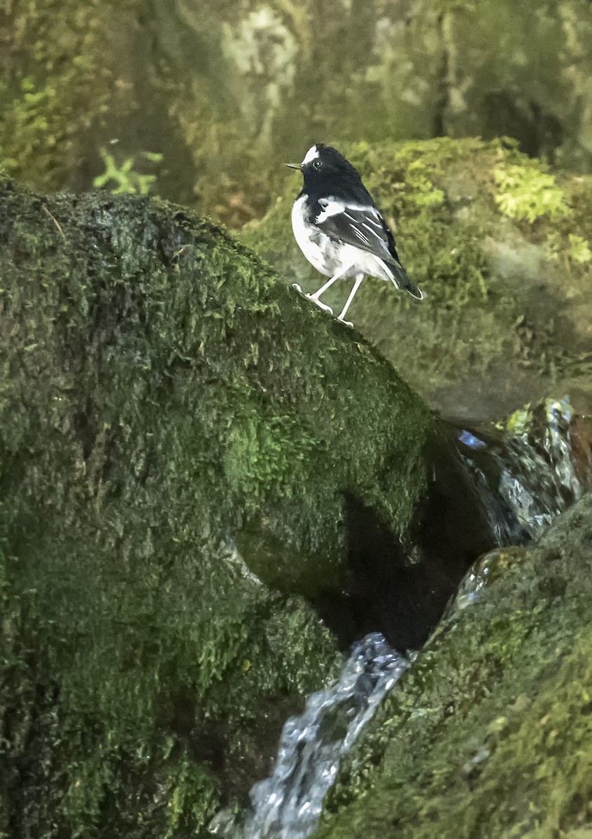 Little Forktail - ML642639860