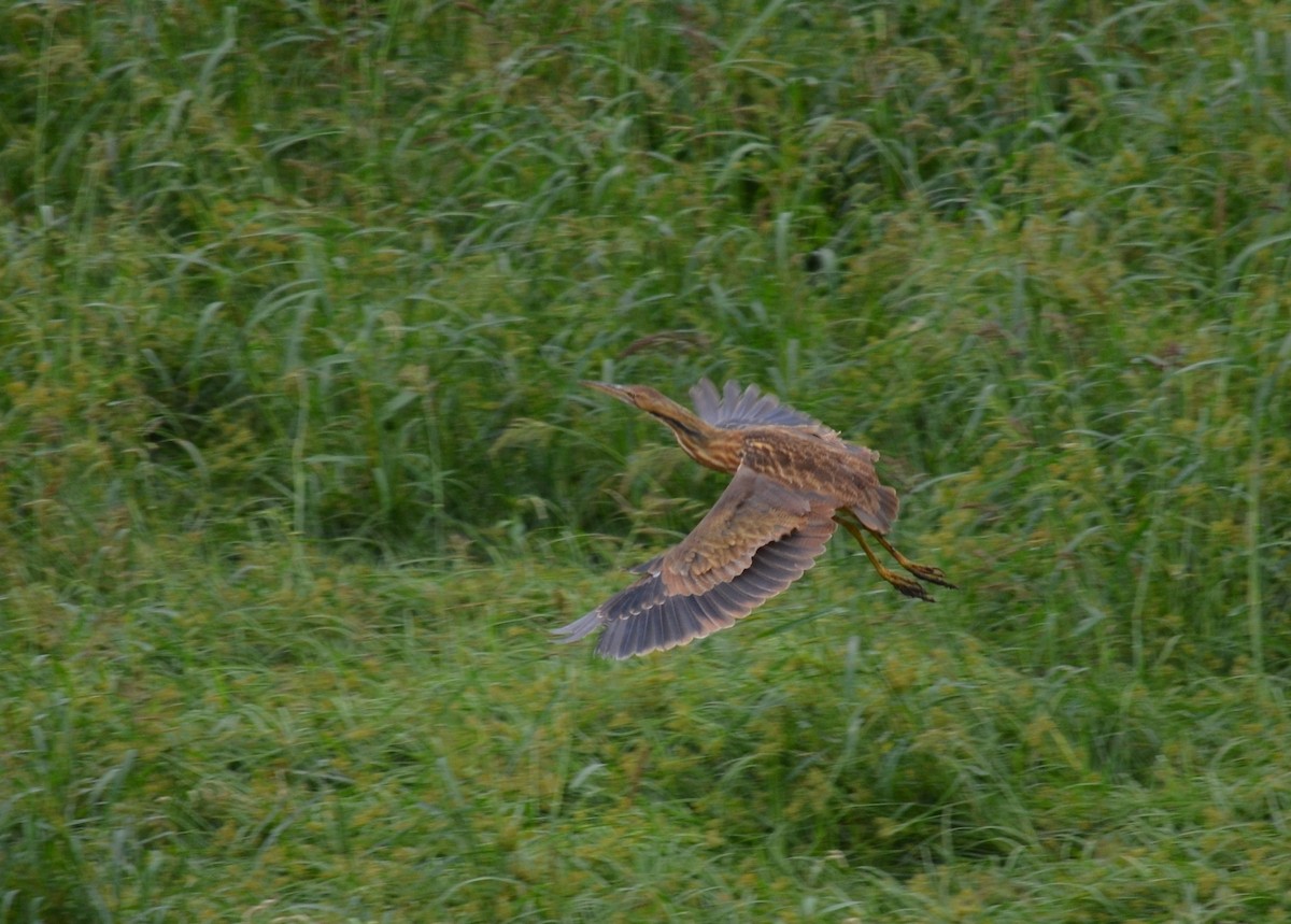 American Bittern - ML642639871