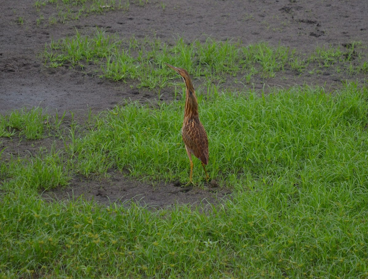 American Bittern - ML642639872