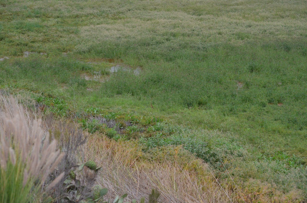 American Bittern - ML642639874