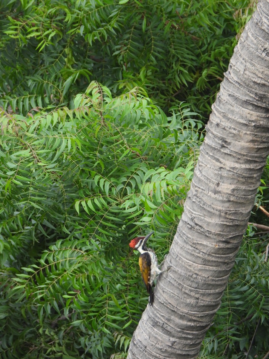 Black-rumped Flameback - ML642639886