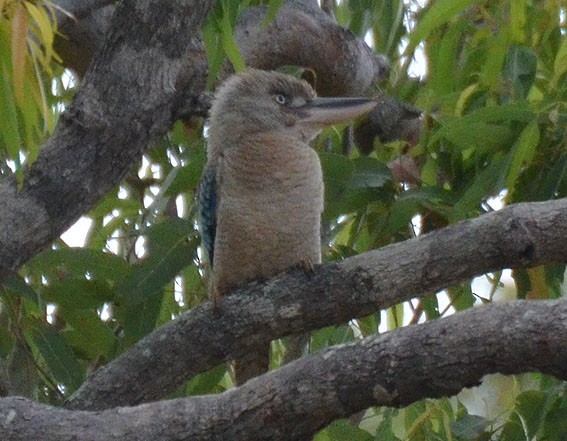 larmekokaburra - ML642639889