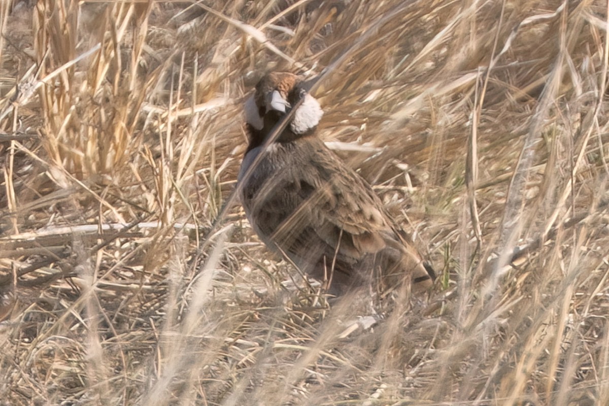 Fischer's Sparrow-Lark - ML642639896