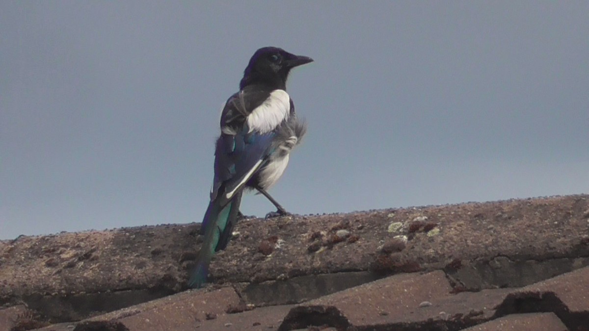 Elster - ML642639901