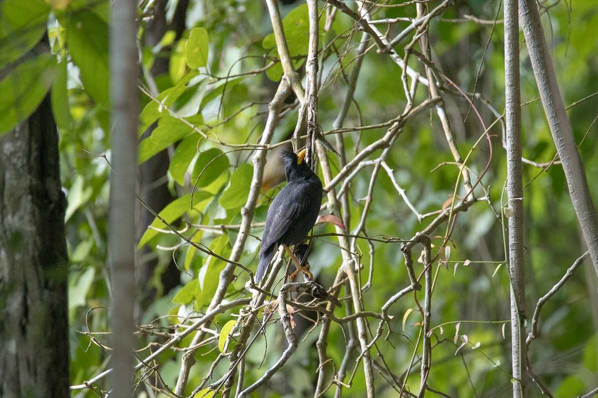 Great Myna - ML642639910